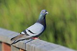 Rock Pigeon